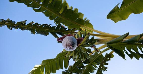 Appartamenti Le Pleiadi - Succhivo D'Ischia Sant'Angelo  エクステリア 写真